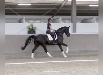 Hannoveriano, Caballo castrado, 4 años, 168 cm, Negro