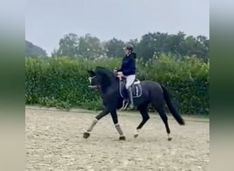 Hannoveriano, Caballo castrado, 4 años, 168 cm, Negro