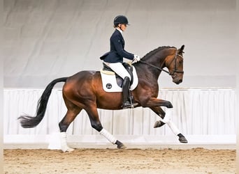 Hannoveriano, Caballo castrado, 4 años, 168 cm, Negro