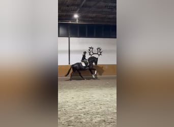 Hannoveriano, Caballo castrado, 4 años, 168 cm, Negro