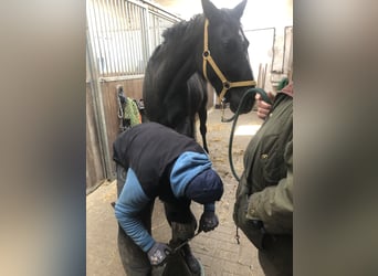 Hannoveriano, Caballo castrado, 4 años, 168 cm, Negro