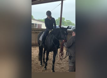 Hannoveriano, Caballo castrado, 4 años, 168 cm, Negro