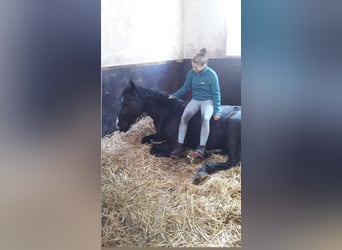 Hannoveriano, Caballo castrado, 4 años, 168 cm, Negro