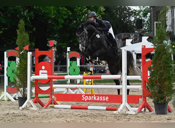 Hannoveriano, Caballo castrado, 4 años, 168 cm, Tordillo negro