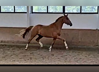 Hannoveriano, Caballo castrado, 4 años, 169 cm, Alazán