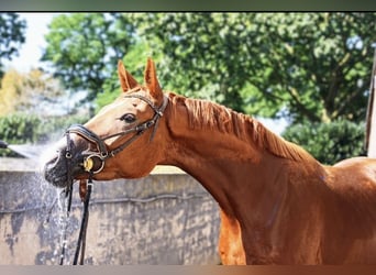 Hannoveriano, Caballo castrado, 4 años, 169 cm, Alazán