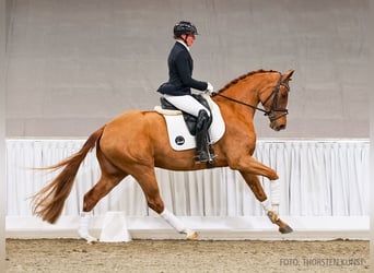Hannoveriano, Caballo castrado, 4 años, 169 cm, Alazán