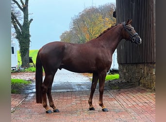 Hannoveriano, Caballo castrado, 4 años, 169 cm, Alazán-tostado