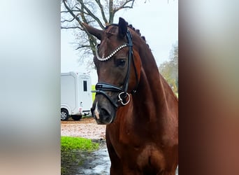 Hannoveriano, Caballo castrado, 4 años, 169 cm, Alazán-tostado