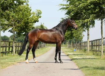 Hannoveriano, Caballo castrado, 4 años, 169 cm, Castaño