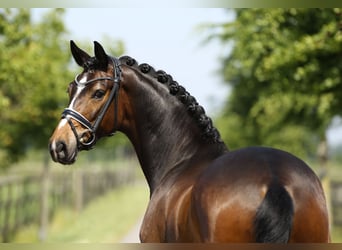 Hannoveriano, Caballo castrado, 4 años, 169 cm, Castaño