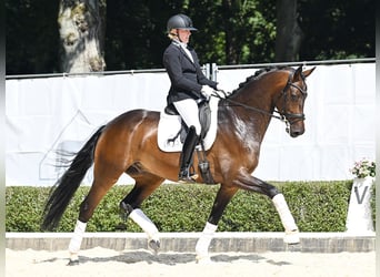 Hannoveriano, Caballo castrado, 4 años, 169 cm, Castaño oscuro