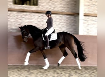 Hannoveriano, Caballo castrado, 4 años, 169 cm, Castaño oscuro