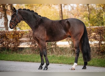 Hannoveriano, Caballo castrado, 4 años, 169 cm, Castaño oscuro