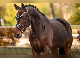 Hannoveriano, Caballo castrado, 4 años, 169 cm, Castaño oscuro