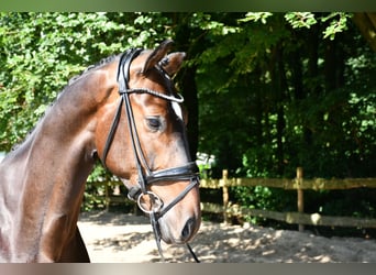 Hannoveriano, Caballo castrado, 4 años, 169 cm, Castaño oscuro