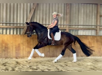 Hannoveriano, Caballo castrado, 4 años, 169 cm, Castaño oscuro