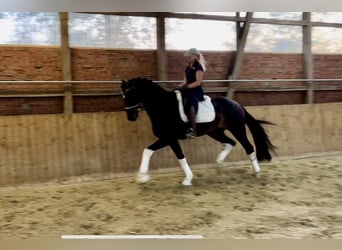 Hannoveriano, Caballo castrado, 4 años, 169 cm, Castaño oscuro