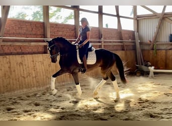 Hannoveriano, Caballo castrado, 4 años, 169 cm, Castaño oscuro