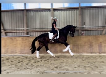 Hannoveriano, Caballo castrado, 4 años, 169 cm, Castaño oscuro