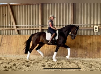 Hannoveriano, Caballo castrado, 4 años, 169 cm, Castaño oscuro