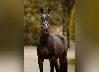 Hannoveriano, Caballo castrado, 4 años, 169 cm, Castaño oscuro