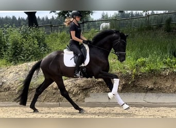 Hannoveriano, Caballo castrado, 4 años, 169 cm, Negro