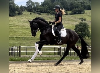 Hannoveriano, Caballo castrado, 4 años, 169 cm, Negro