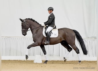 Hannoveriano, Caballo castrado, 4 años, 169 cm, Negro