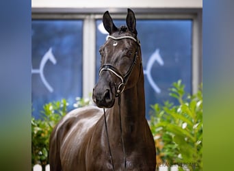 Hannoveriano, Caballo castrado, 4 años, 169 cm, Negro