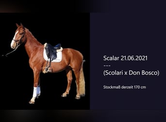 Hannoveriano, Caballo castrado, 4 años, 170 cm, Alazán