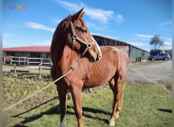 Hannoveriano, Caballo castrado, 4 años, 170 cm, Alazán