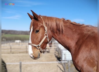 Hannoveriano, Caballo castrado, 4 años, 170 cm, Alazán