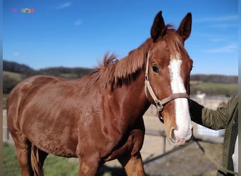 Hannoveriano, Caballo castrado, 4 años, 170 cm, Alazán