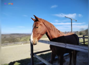 Hannoveriano, Caballo castrado, 4 años, 170 cm, Alazán