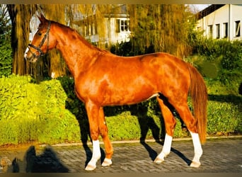 Hannoveriano, Caballo castrado, 4 años, 170 cm, Alazán