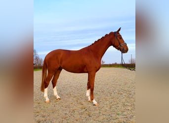 Hannoveriano, Caballo castrado, 4 años, 170 cm, Alazán