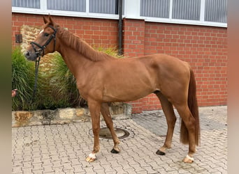 Hannoveriano, Caballo castrado, 4 años, 170 cm, Alazán