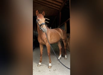 Hannoveriano, Caballo castrado, 4 años, 170 cm, Alazán