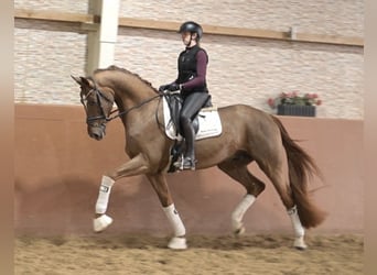 Hannoveriano, Caballo castrado, 4 años, 170 cm, Alazán-tostado