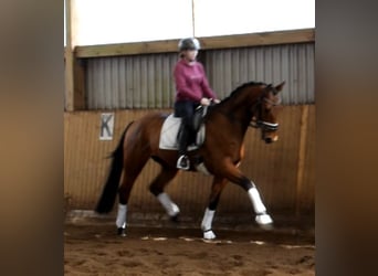 Hannoveriano, Caballo castrado, 4 años, 170 cm, Castaño