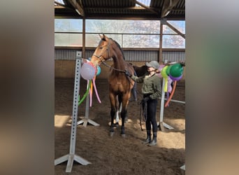 Hannoveriano, Caballo castrado, 4 años, 170 cm, Castaño