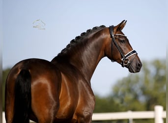 Hannoveriano, Caballo castrado, 4 años, 170 cm, Castaño