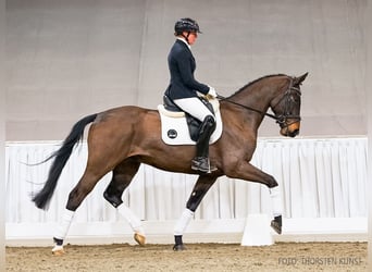 Hannoveriano, Caballo castrado, 4 años, 170 cm, Castaño