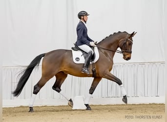 Hannoveriano, Caballo castrado, 4 años, 170 cm, Castaño