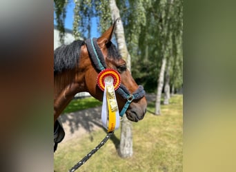 Hannoveriano, Caballo castrado, 4 años, 170 cm, Castaño