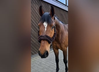 Hannoveriano, Caballo castrado, 4 años, 170 cm, Castaño