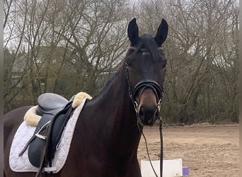 Hannoveriano, Caballo castrado, 4 años, 170 cm, Castaño oscuro