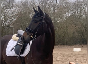 Hannoveriano, Caballo castrado, 4 años, 170 cm, Castaño oscuro