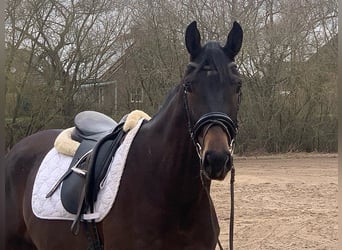 Hannoveriano, Caballo castrado, 4 años, 170 cm, Castaño oscuro